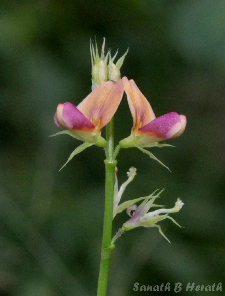 Alysicarpus bupleurifolius (L.) DC.